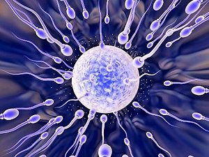 <B>SUPPORT FOR NATURAL FERTILITY AND IVF </B>. sperm